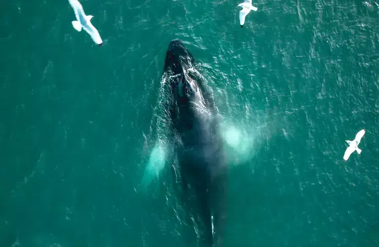 Whales in Reykjavík