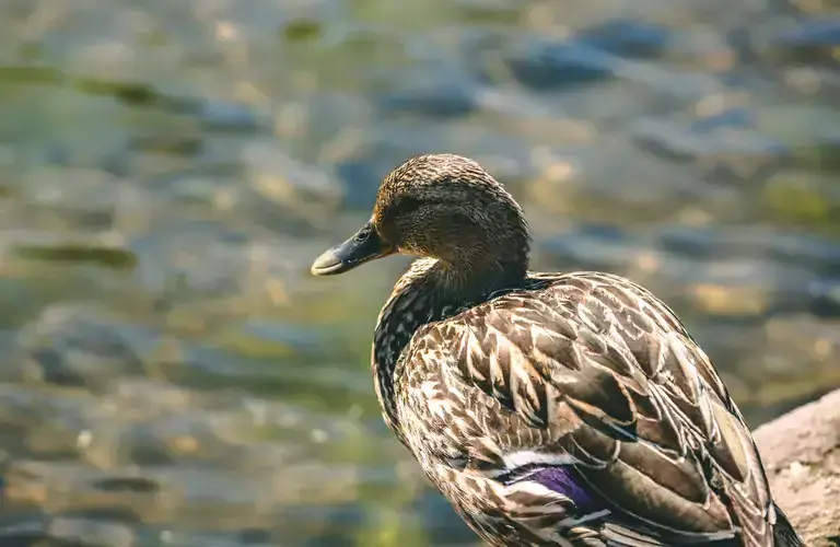 A duck